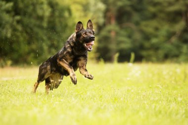 Alman çoban köpeği çayırda koşuyor.