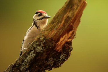 Büyük benekli ağaçkakan Dendrocopos Major eski ormanda yiyecek arıyor.