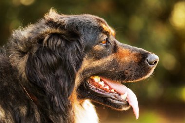 Köpek Hovawart altın ve siyah yakın plan portresi