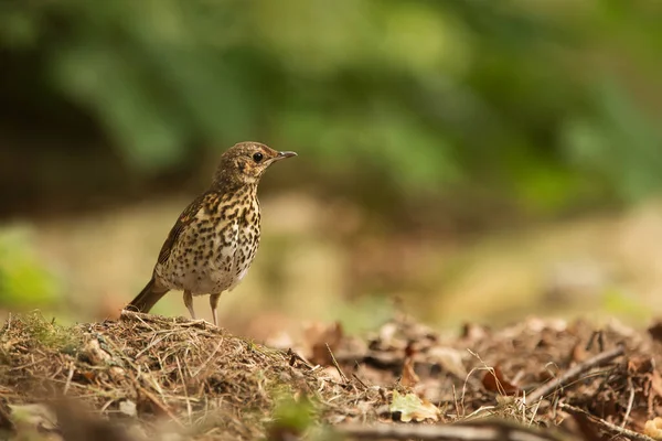 Turdus Philomelos 在地上寻找食物 — 图库照片