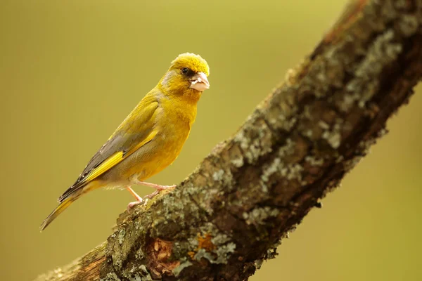 Fringuello Verde Europeo Cloris Chloris Seduto Ramo Quercia Con Muschio — Foto Stock