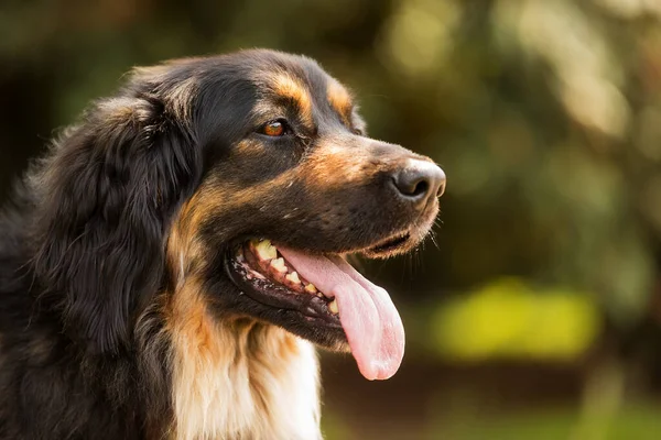 Köpek Hovawart Altın Siyah Yakın Plan Portresi — Stok fotoğraf