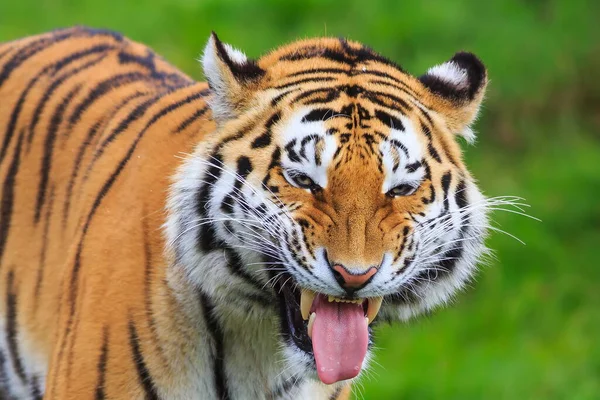 Sibirisk Tiger Panthera Tigris Tigris Det Perfekta Leendet Hans Ansikte — Stockfoto