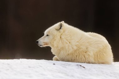 Kutup Kurdu (Canis lupus arctos) karda dinlenme zamanı