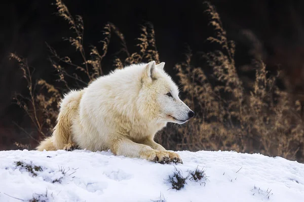 Wilk Arktyczny Canis Lupus Arctos Jest Gotowy Pościgu Ofiarą — Zdjęcie stockowe