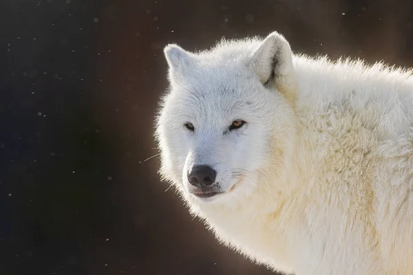 Lobo Ártico Canis Lupus Arctos Close Cabeça Durante Queda Neve — Fotografia de Stock