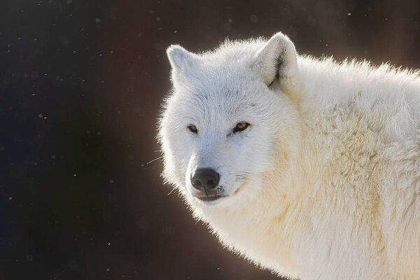 Arctic wolf (Canis lupus arctos) close-up of the head during snowfall