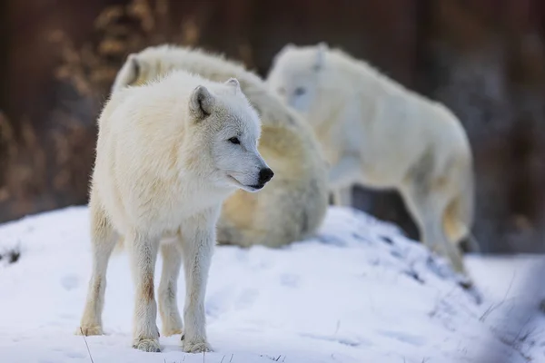 Lobo Ártico Canis Lupus Arctos Manada Está Lista —  Fotos de Stock