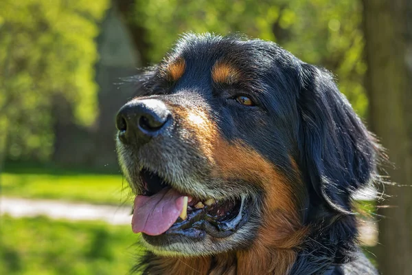 Köpek Hovawart Altını Yüzün Siyah Yakın Plan Görüntüsü — Stok fotoğraf