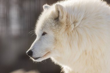 Kuzey Kutbu Kurdu (Canis lupus arctos) çok yakın bir portre