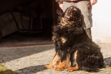 Köpek Hovawart altın ve siyah, vahşi olarak etiketlenir ve köpek barınağına gider.