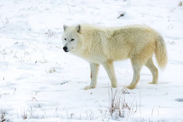 Арктический Волк Canis Lupus Arctos Почти Исчезает Белом Снегу — стоковое фото