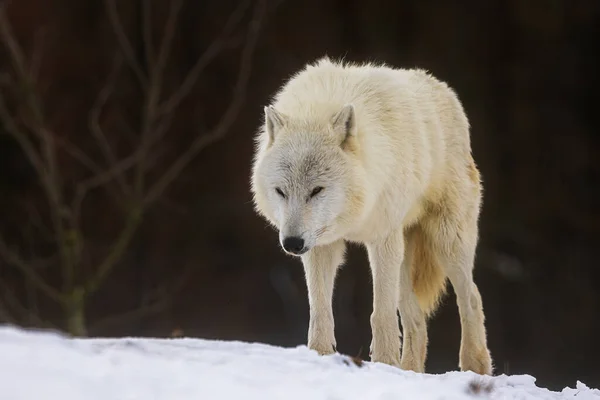 Lobo Ártico Canis Lupus Arctos Parece Que Está Preparando Para —  Fotos de Stock