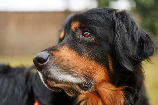 Σκύλος Hovawart Χρυσό Και Μαύρο Θλιβερό Βλέμμα Του Καφέ Μάτια — Φωτογραφία Αρχείου