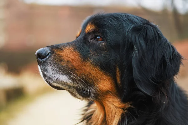 Hund Hovawart Guld Och Svart Porträtt Från Sidan — Stockfoto