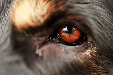 Köpek Hovawart altın ve siyah, köpeğin kahverengi gözünün ayrıntıları.