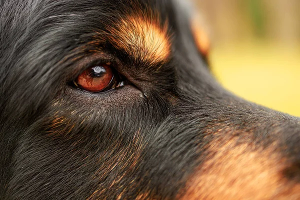 Σκύλος Hovawart Χρυσό Και Μαύρο Λεπτομέρεια Για Καφέ Μάτι Του — Φωτογραφία Αρχείου