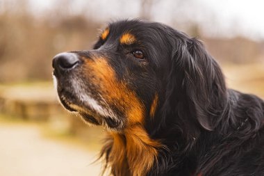 Hovawart köpeğinin portresi oldukça yakın, çok güzel bir köpek cinsi.