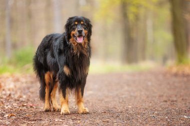 Siyah ve altın rengi Hovie köpeği Hovawart en havalı köpeklerden biridir.