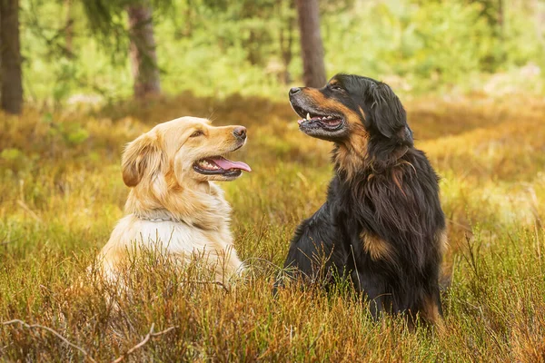 Black Gold Hovie Dog Hovawart One Coolest Dog Breeds —  Fotos de Stock