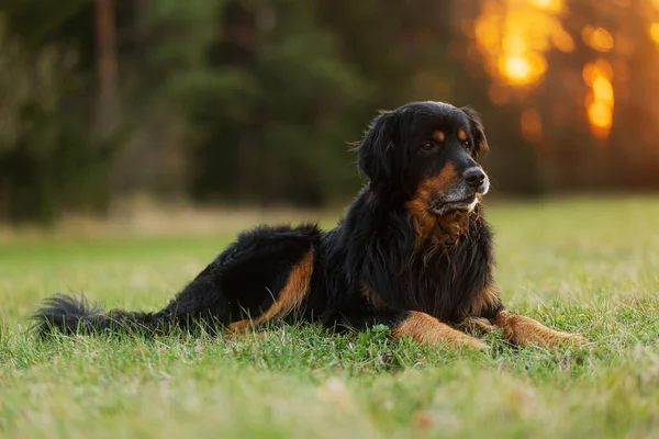 Noir Hovie Chien Hovawart Une Des Races Chiens Les Cool — Photo