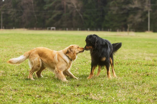 Black Gold Hovie Dog Hovawart One Coolest Dog Breeds — 스톡 사진