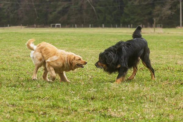 Black Gold Hovie Dog Hovawart One Coolest Dog Breeds — стоковое фото