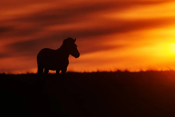 Przewalski Equus Ferus Przewalskii Mongol Vadló Vagy Dzungáriánus — Stock Fotó