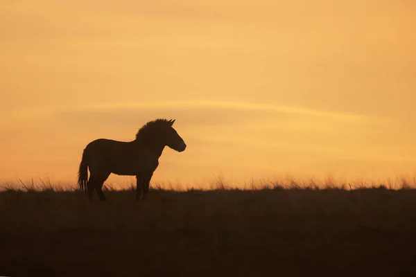 Лошадь Пржевальского Equus Ferus Przewalskii Монгольская Дикая Лошадь Джунгарская Лошадь — стоковое фото