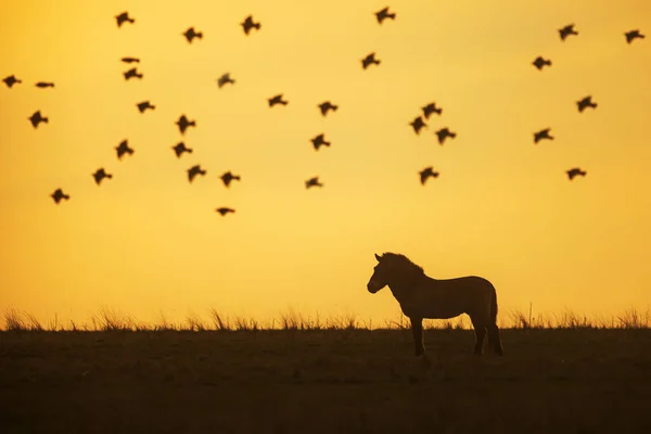 Przewalskis Pferd Equus Ferus Przewalskii Mongolisches Wildpferd Oder Dungarisches Pferd — Stockfoto