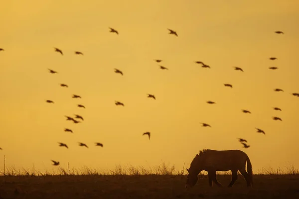 Przewalskis Pferd Equus Ferus Przewalskii Mongolisches Wildpferd Oder Dungarisches Pferd — Stockfoto