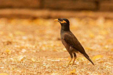 Sri Lanka turumuzun birçok fotoğrafı ve ilginç gerçekleri var.