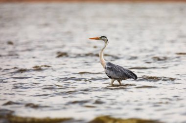 Sri Lanka turumuzun birçok fotoğrafı ve ilginç gerçekleri var.
