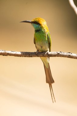 Sri Lanka turumuzun birçok fotoğrafı ve ilginç gerçekleri var.