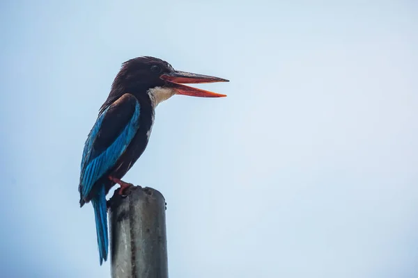 Muitas Fotos Fatos Interessantes Nosso Passeio Turístico Pelo Sri Lanka — Fotografia de Stock