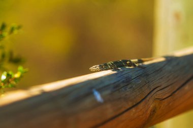 İspanya 'ya, Pireneler' in dağlarına Sierra Nevada 'ya ve küçük köyler arasındaki denize bir yolculuk..