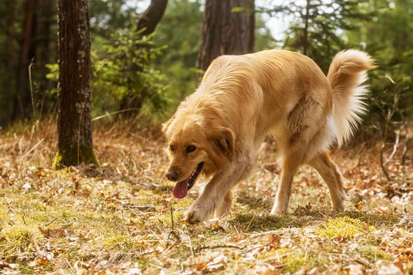 female gold Hovie dog hovawart walking through the woods