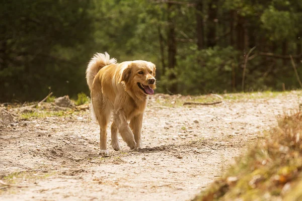 金黄色的霍维犬是最酷的犬种之一 — 图库照片