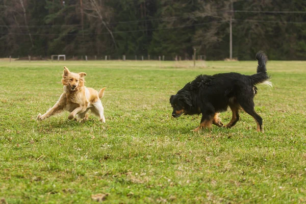 Черный Золотой Хови Собака Hovawart Одной Самых Крутых Пород Собак — стоковое фото