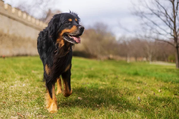 Tur Svart Och Guld Hovie Hund Hovawart Coolaste Hund Raser — Stockfoto