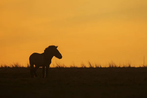Лошадь Пржевальского Equus Ferus Przewalskii Монгольская Дикая Лошадь Джунгарская Лошадь — стоковое фото