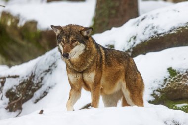Erkek Avrasya kurdu (Canis lupus) çok dikkatli bir şekilde karlı ormandan çıkıyor.
