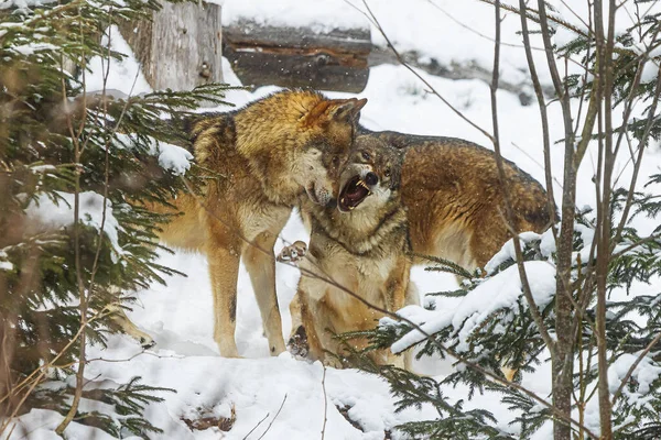 Eurazjatycki Wilk Canis Lupus Toczeń Małe Opakowanie Jest Stercie Śnieżnych — Zdjęcie stockowe