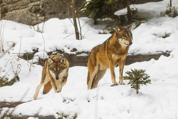 Dwóch Samców Eurazjatycki Wilk Canis Lupus Zimowym Lesie Śniegiem — Zdjęcie stockowe
