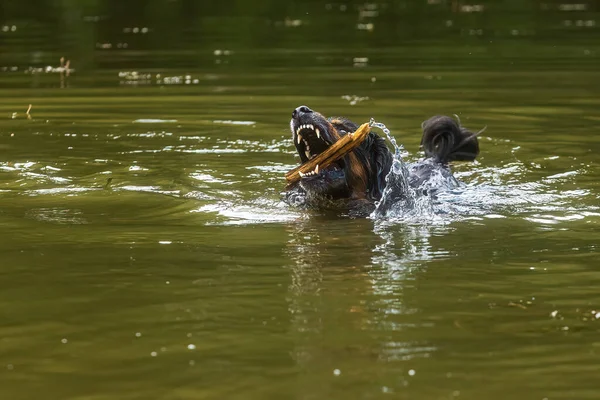 Hund Hovawart Guld Och Svart Simma Med Pinne Munnen Och — Stockfoto