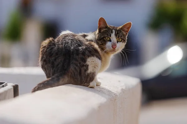 Felis Catus Stray Cat Very Shy Turns Its Head Garbage — Stock Photo, Image