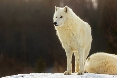 Kutup Kurdu (Canis lupus arctos) Etrafa bakan güzel bir hayvan