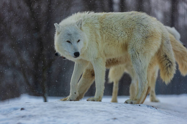 Arctic wolf (Canis lupus arctos) in winter time during snowfall