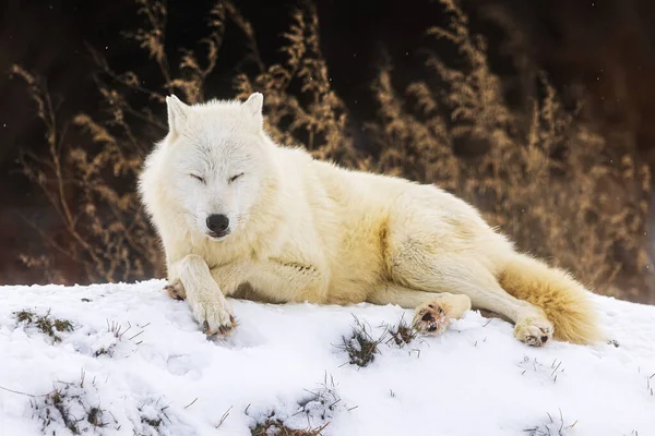 Lobo Ártico Canis Lupus Arctos Tumbado Descansando Con Las Patas — Foto de Stock