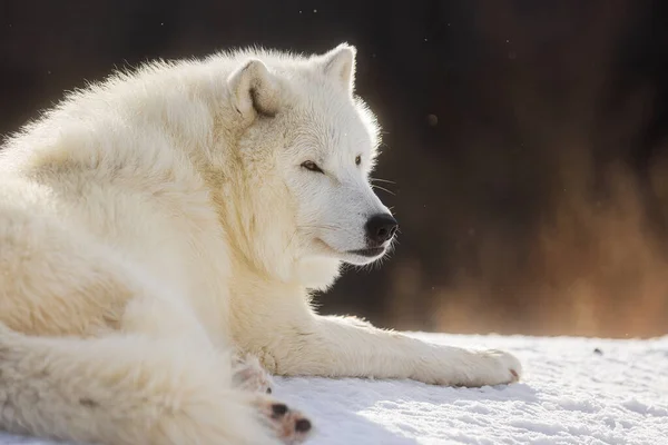 Αρκτικός Λύκος Canis Lupus Arctos Ξαπλωμένος Και Αναπαύεται — Φωτογραφία Αρχείου